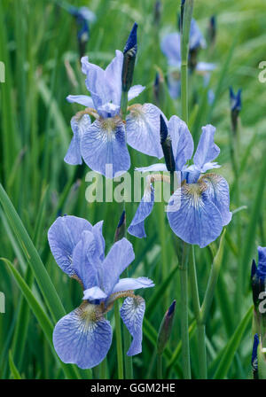 siberian-iris-iris-sibirica-perry-s-blue-stock-photo-alamy